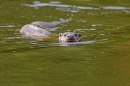 Otter swimming towards me 1. Sept. '11.