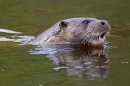 Otter head 2. Sept. '11.