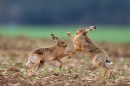 Brown Hares boxing 1. Apr '12.