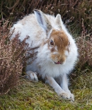 Mountain Hare 9. Apr.'13.