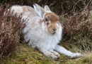Mountain Hare 7. Apr.'13.