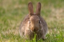 Rabbit feeding on lawn. Aug. '14.