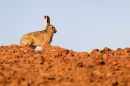 Brown Hare on red soil ridge. Mar. '15.