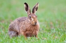 Brown Hare,chunky. Mar. '15.