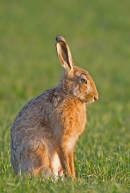 Brown Hare aroused. Apr. '15.