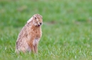 Brown Hare,really tired. Apr. '15.