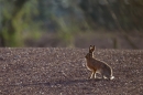 Evening backlit Brown Hare. Apr. '15.