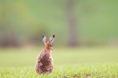 Brown Hare sat up,alert. May. '15.