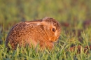 Leveret in the evening sun 2. May. '15.