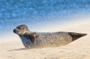 Common Seal in windy sand 3. Sept. '16.