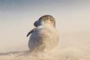 Common Seal in windy sand 1. Sept. '16.