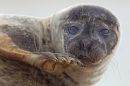 Common Seal and flipper 1. Sept. '16.