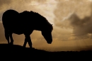 Exmoor Pony silhouette 1. Oct. '16.