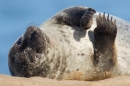 Common Seal relaxing on its' back. Oct.'16.