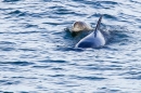 Adult and calf Bottle nose Dolphins. Apr '17.