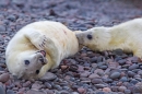 Grey Seal pups. Nov '17.
