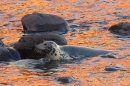 Grey Seal mum and pup in reflected red sea. Nov '17.