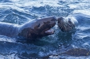 Grey Seal bull and cow aggression. Nov '17.