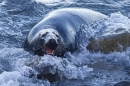 Grey Seal bull in surf. Nov '17.