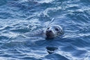 Grey Seal cow,head,in sea. Nov '17.