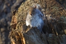 Grey Squirrel at tree hole 2. Dec '17.