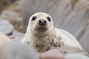 Grey Seal f in rocks 1. Nov '18.