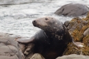 Grey Seal bull on rocks. Nov '18.