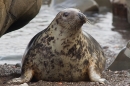 Grey Seal f on shingle. Nov '18.