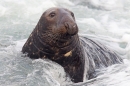 Grey Seal bull in surf. Nov '18.