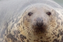 Grey Seal f portrait 2. Nov '18.