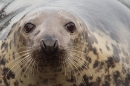 Grey Seal f portrait 1. Nov '18.
