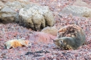 Grey Seal cow and pup. Dec '18.