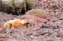 Grey Seal pup 2. Dec '18.