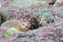 Grey Seal cow and pup 2. Dec '18.