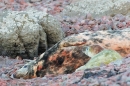 Grey Seal cow and pup 3. Dec '18.