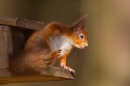 Red Squirrel scratching at feed box. Mar '19.