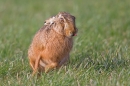 Brown Hare,cheeky. Mar '19.