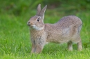 Rabbit stretching. June '19.
