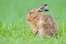 Brown Hare grooming. June '19.