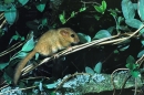 Common Dormouse.