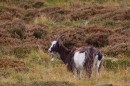 Wild Cheviot Goat in heather 6. Sept. '19.
