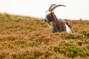 Wild Cheviot Goat 3. Sept. '19.