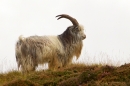Wild Ceviot Billy Goat 1. Sept. '19.