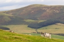 Wild Cheviot Goat in habitat. Sept. '19.