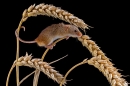 Harvest Mouse on wheat. Oct. '19.