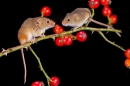 2 Harvest Mice on rosehips. Oct. '19.