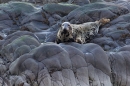 Grey Seal female on rocks. Nov '19.