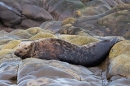 Grey Seal bull on rocks 1. Nov '19.