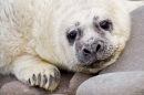 Grey Seal pup 5. Nov '19.