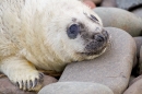 Grey Seal pup 4. Nov '19.